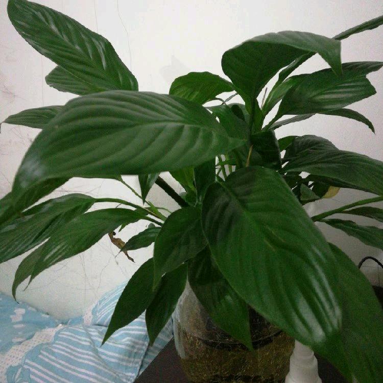 💕 ❧波仔💞꧔