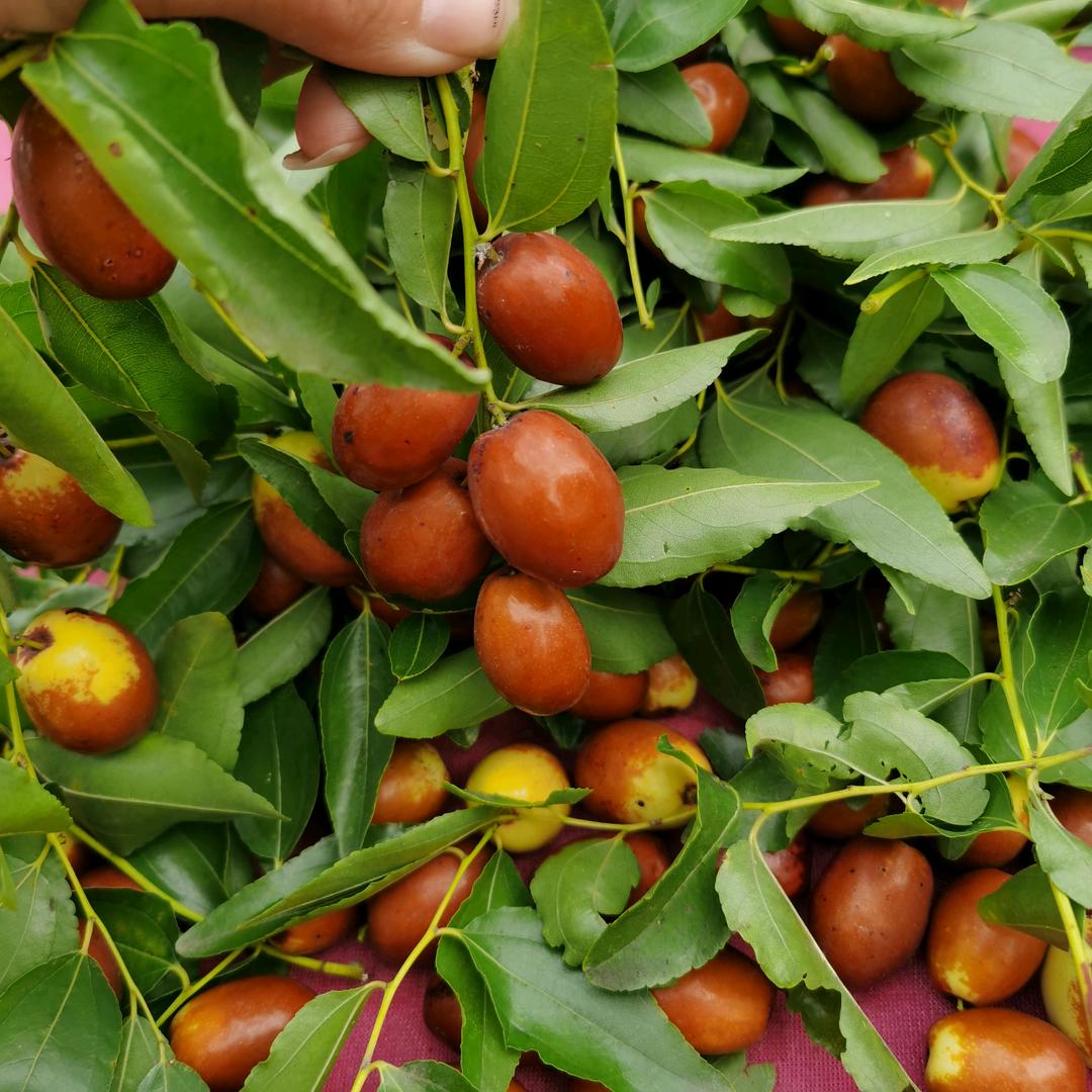 伊甸园干果零食（好物优选)