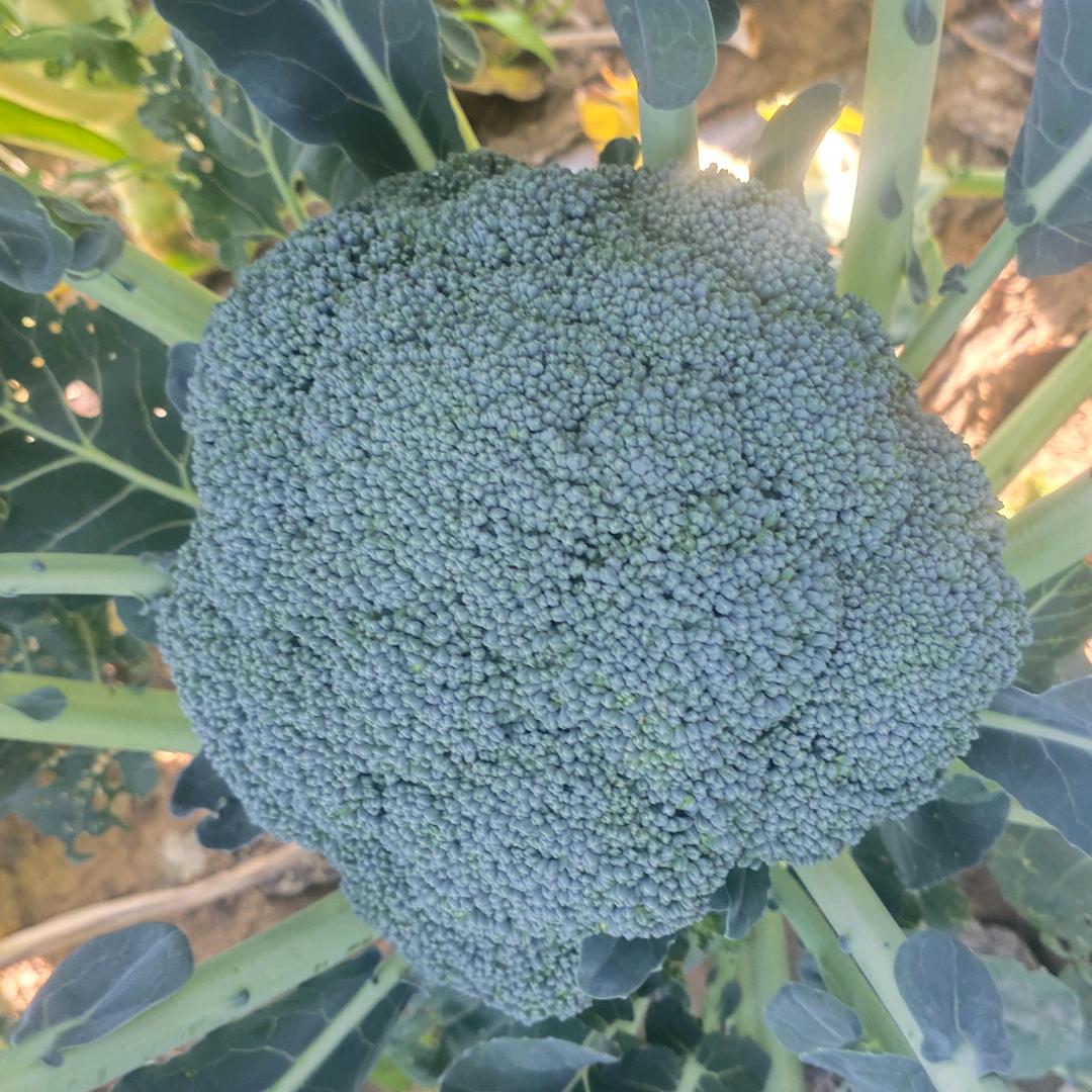 永亮西兰花，玉米，土豆农商对接