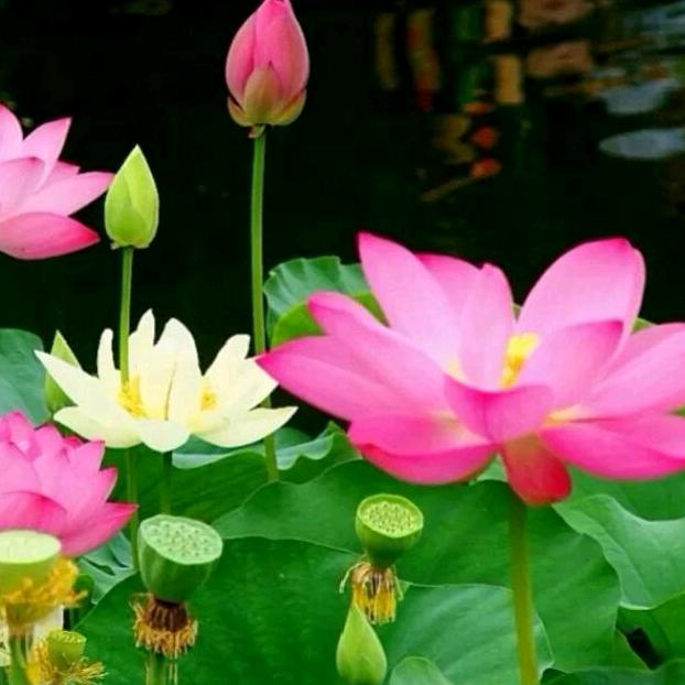 心若莲花
