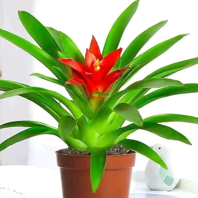 江苏花卉盆景园