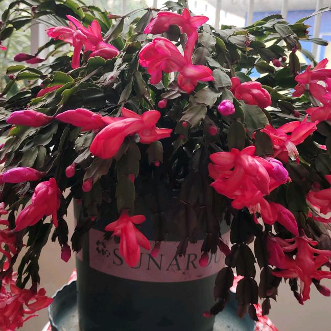 心妈（首播）688