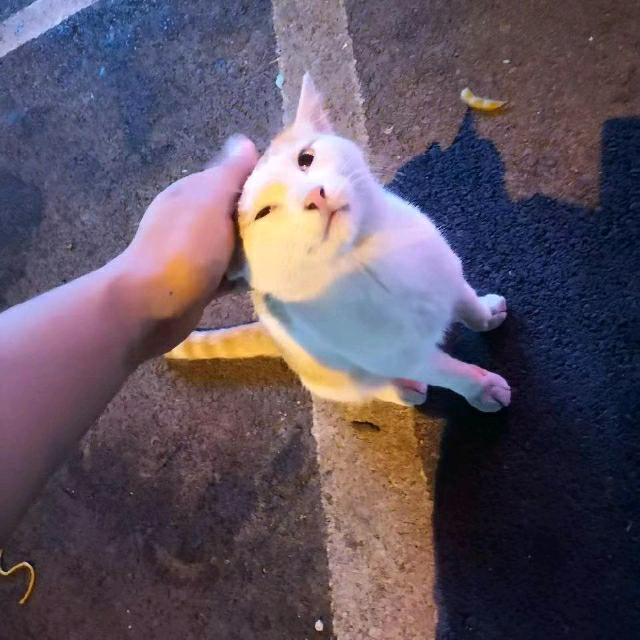 吿辞