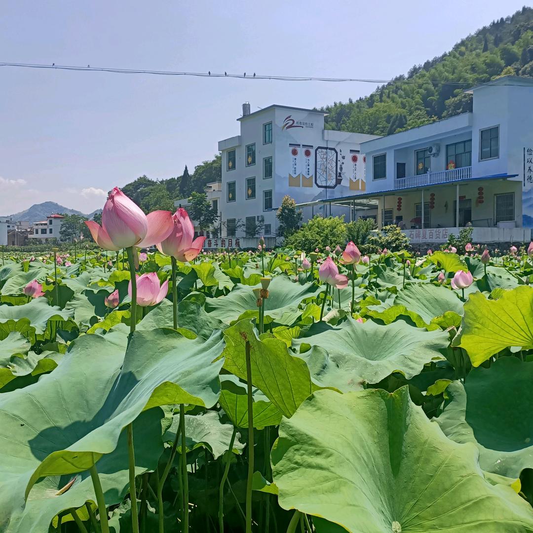 孔雀