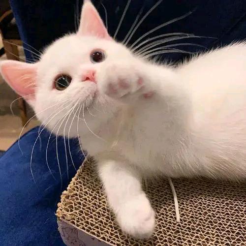 猫猫尔头像