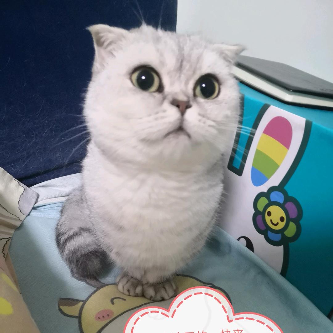 萌萌哒小可爱
