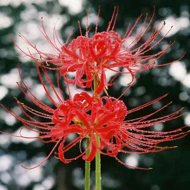 红尘不染，…………