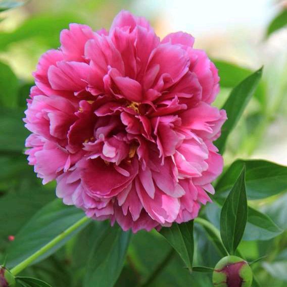 花好月圆