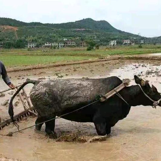 用户7469972894305