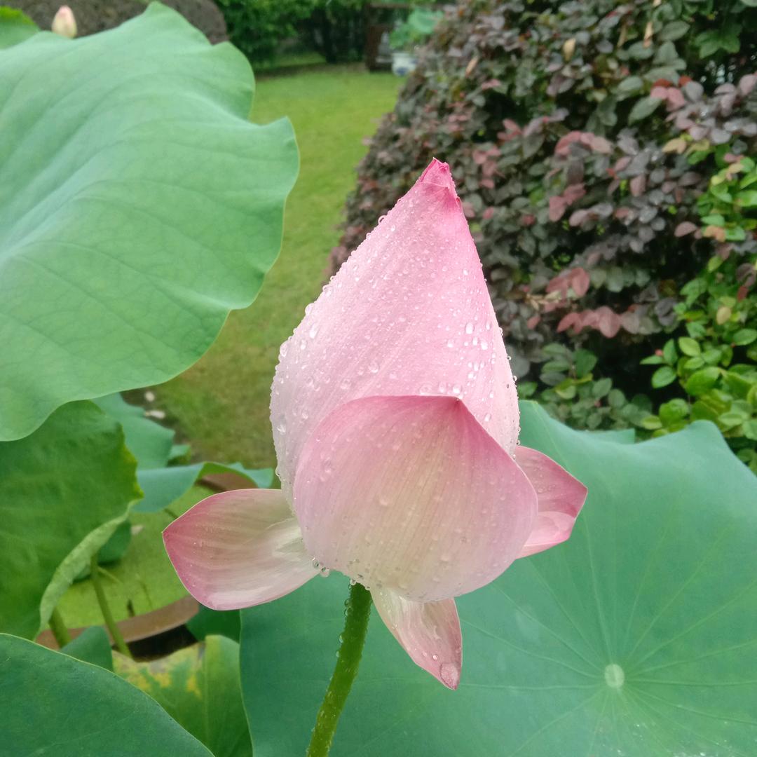 清風🍀