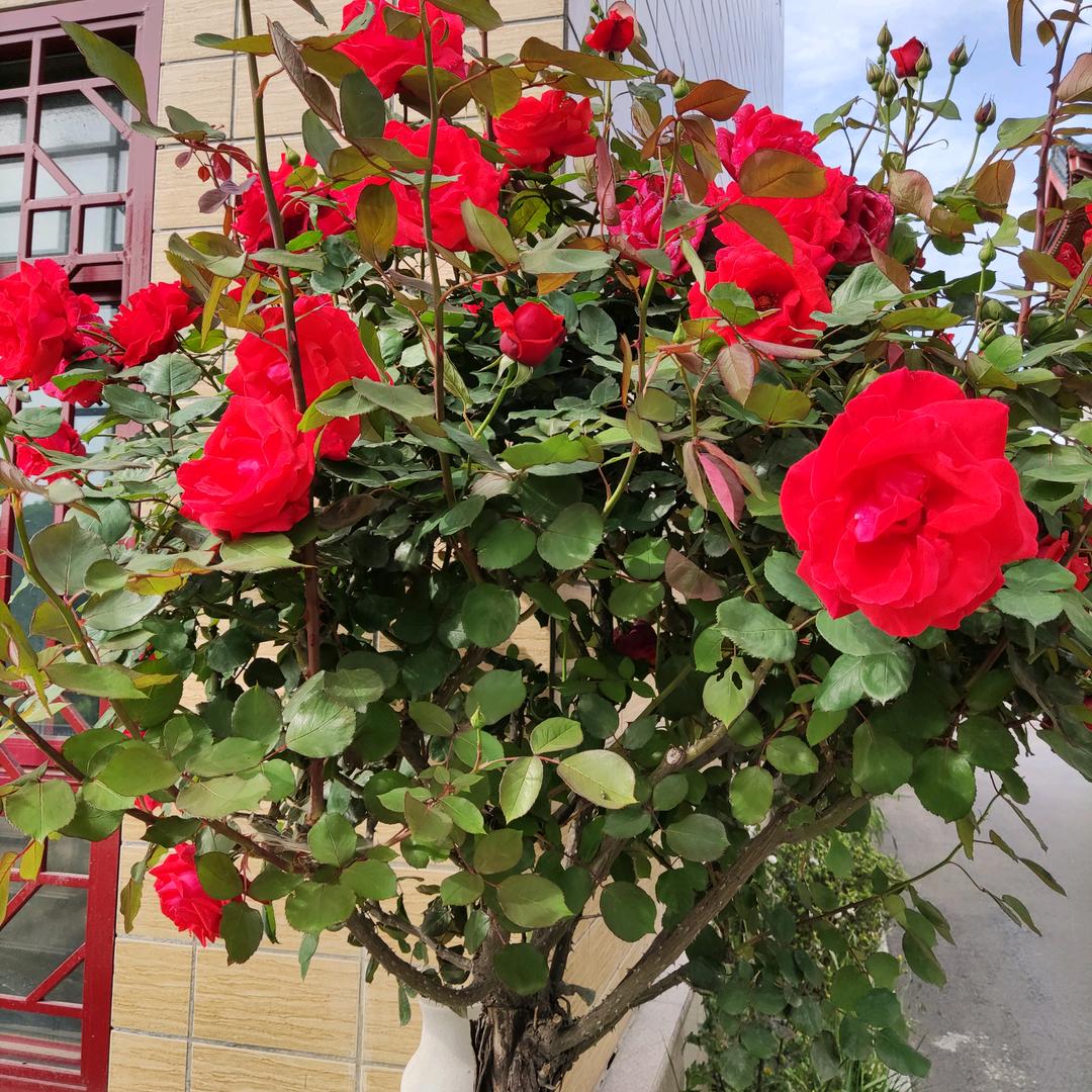 爱家123《点赞必回》