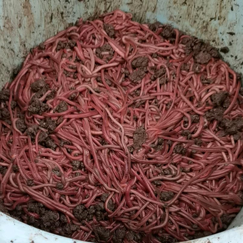 佳哥蚯蚓钓鱼