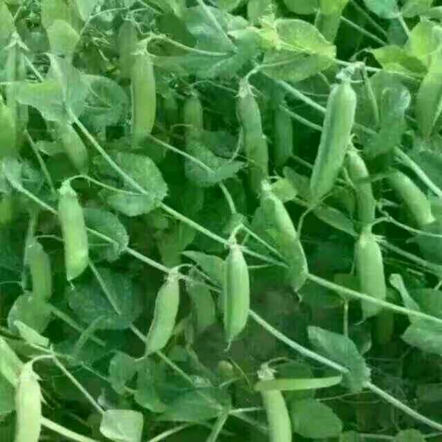 累！！累！！累