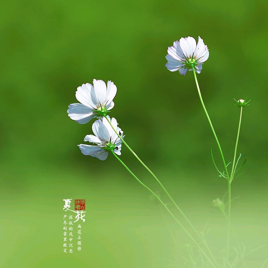 北方小绵羊