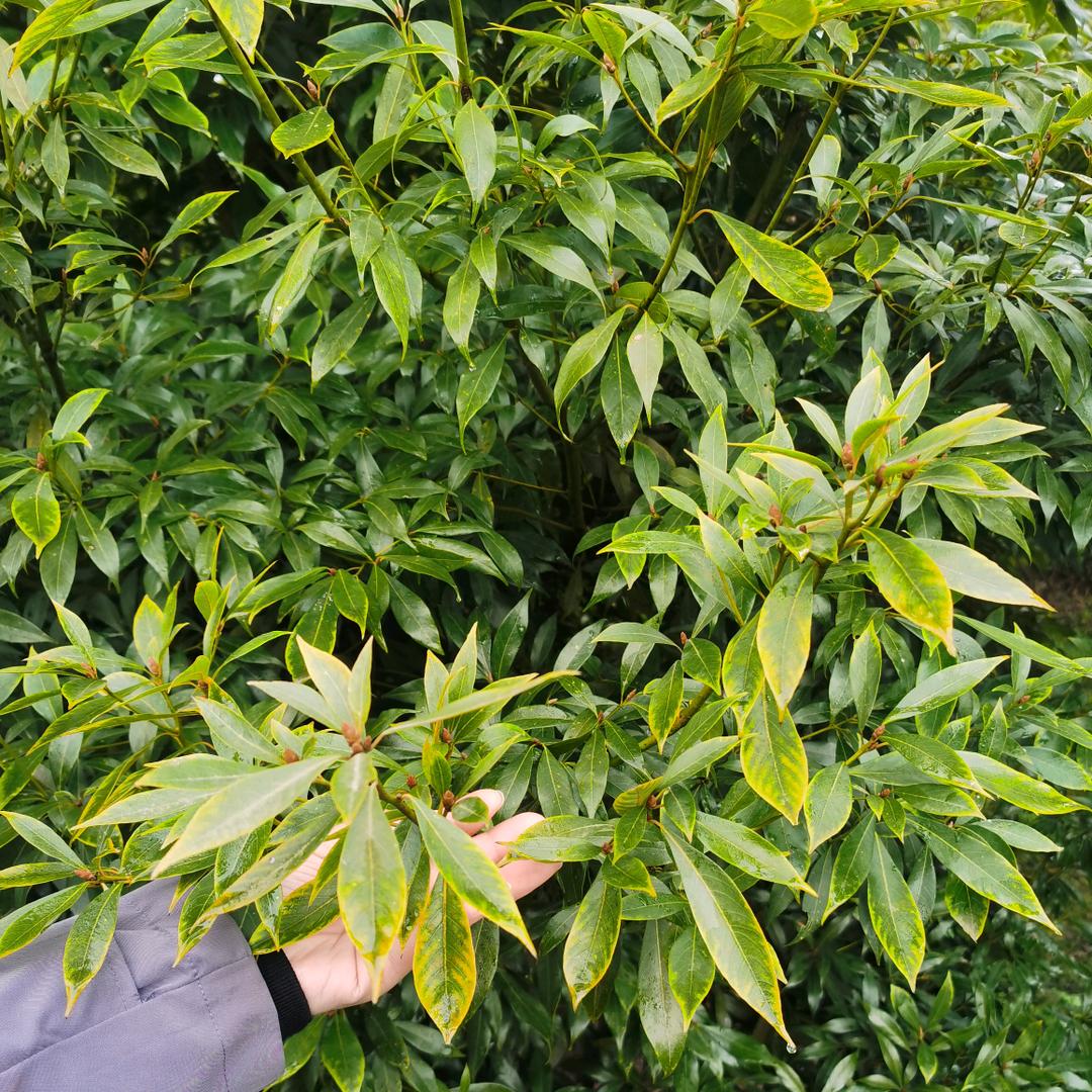 成都福满多金丝楠木苗圃基地