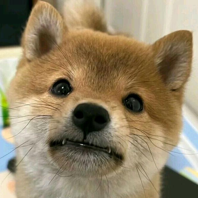 猫九⁹