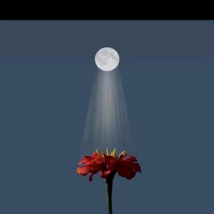 次仁央措🌹🌹🍓🍓