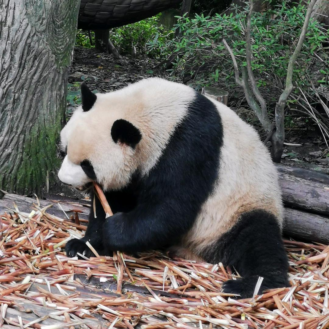 可乐味的夏天
