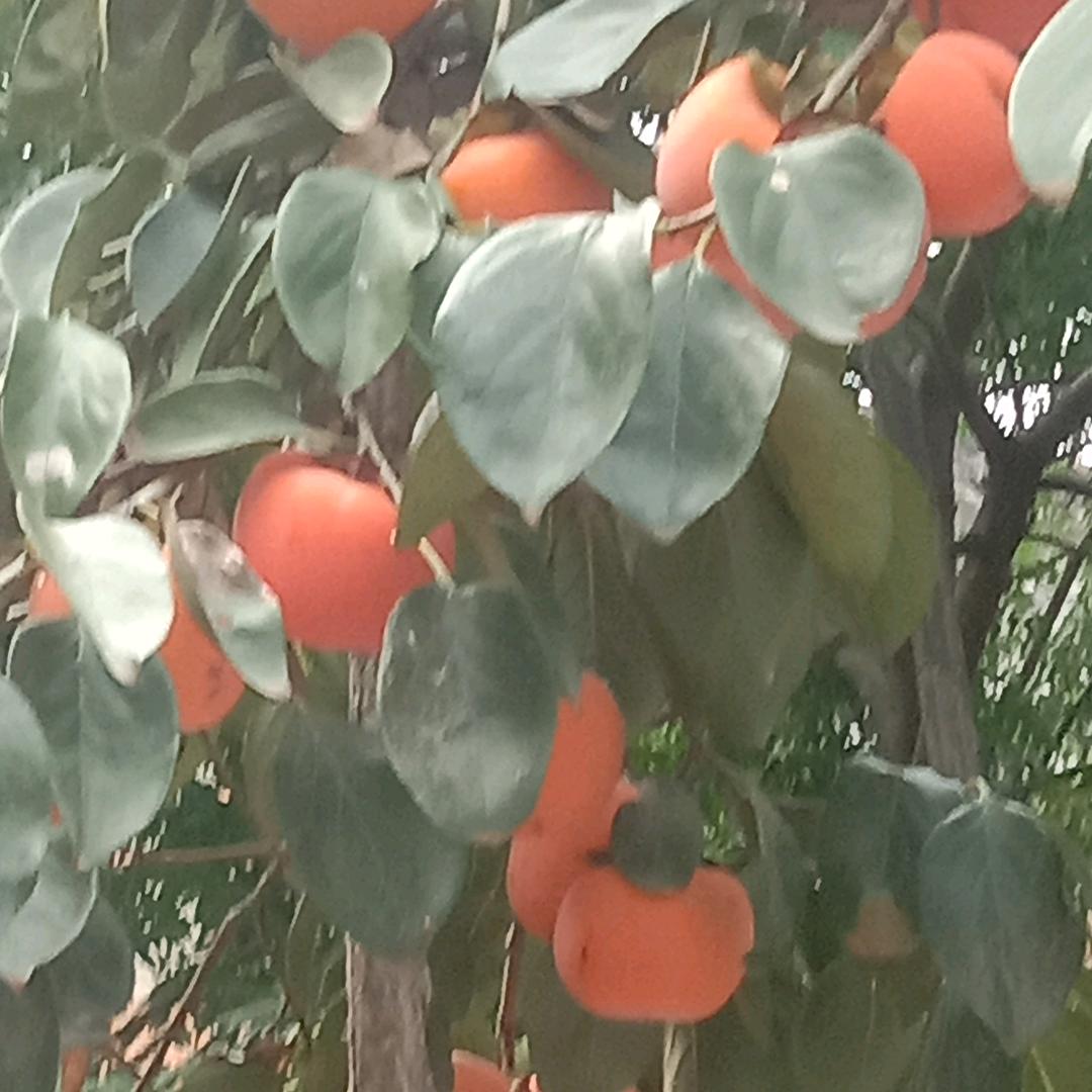 永恒的爱