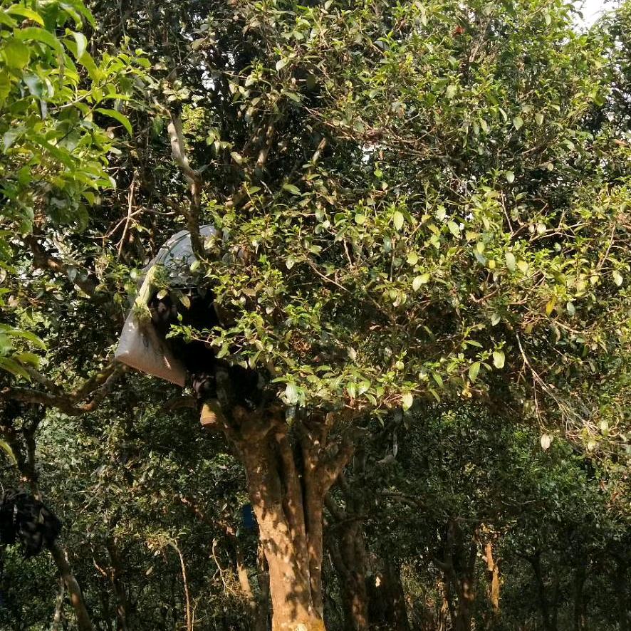 南本老寨，厚重香甜