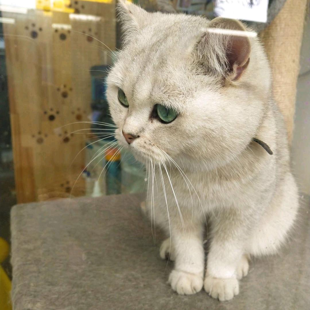 小君尘