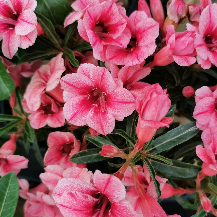 与与花卉