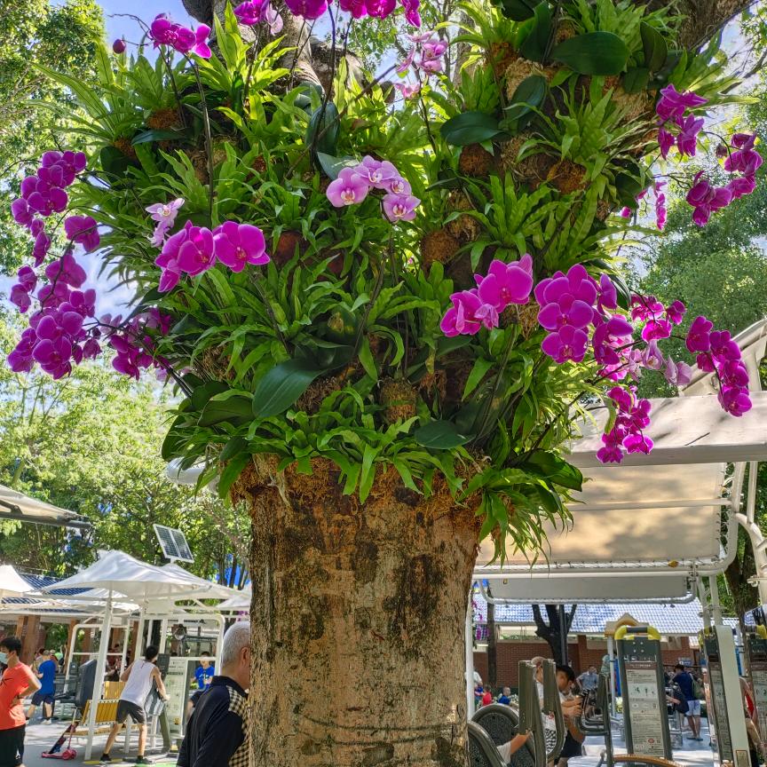 莲花