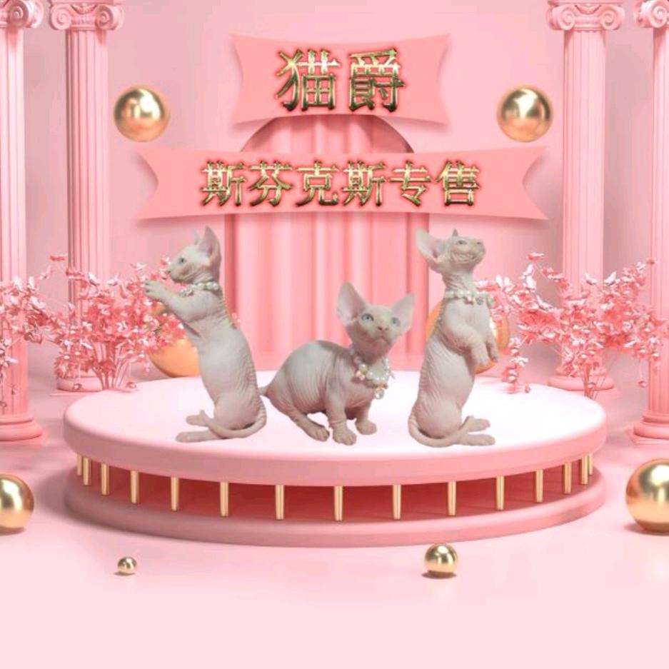 猫爵