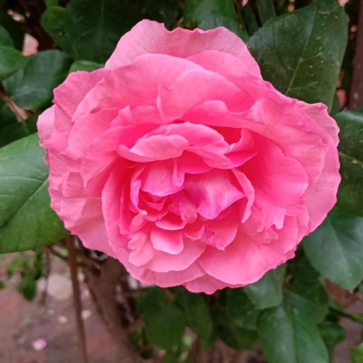 春子