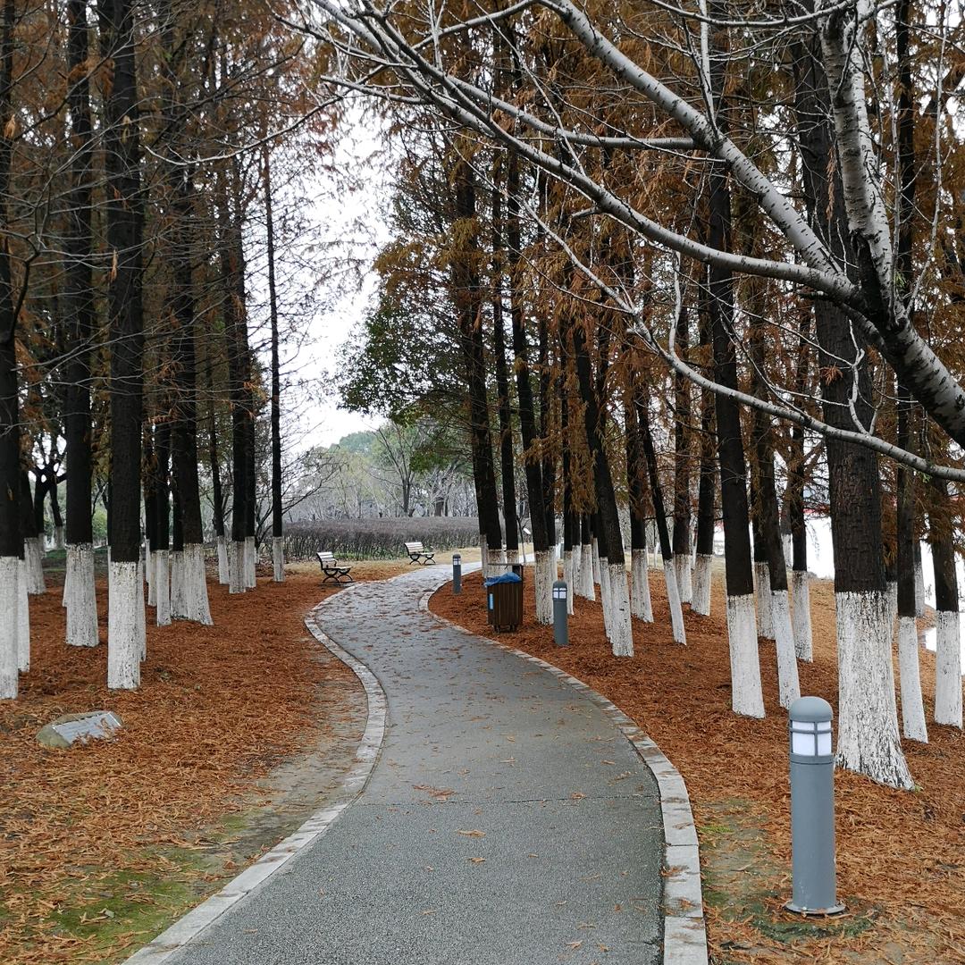 肆无忌惮的胡茬子