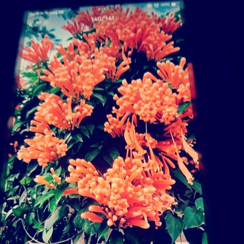 真情。