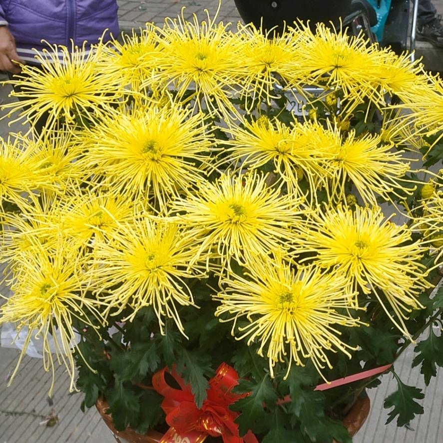 永菁园林
