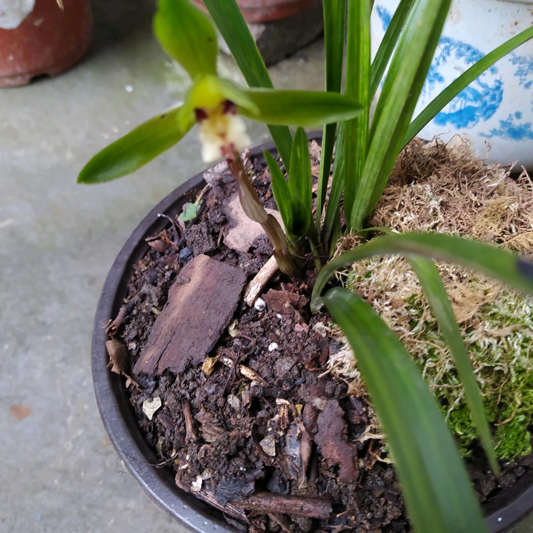 西风，古道，瘦马，