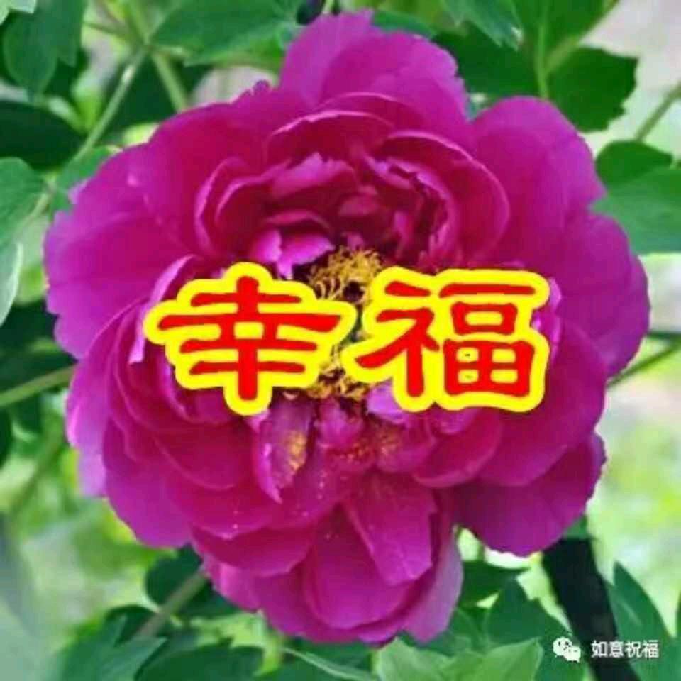 学清蝴蝶梦