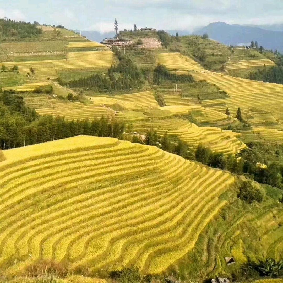 绿化家园