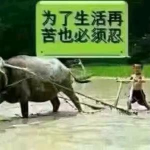 陈鑫