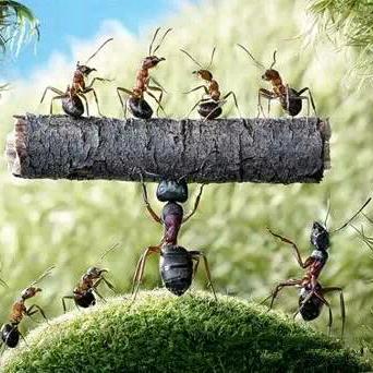🐜疯狂小蚂蚁🐜