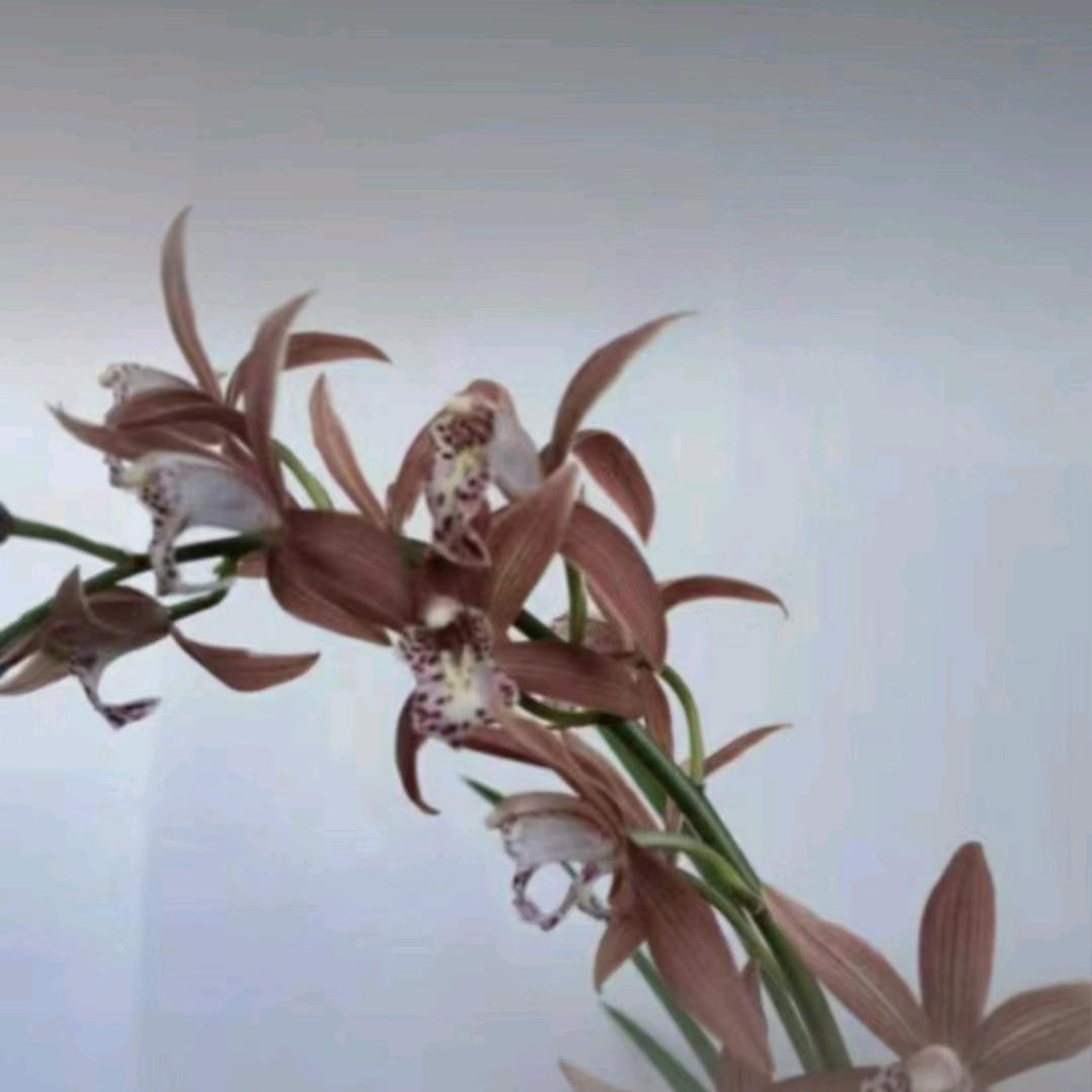 山语玉来