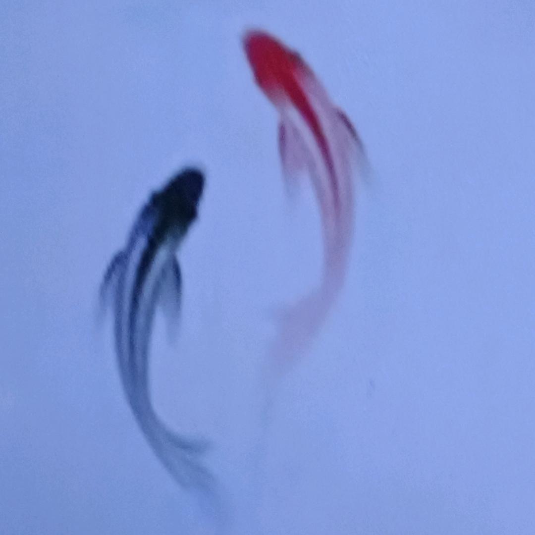 追梦.渔