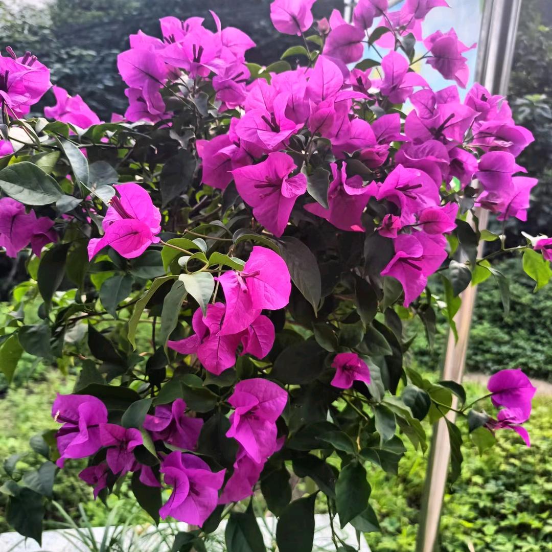 🌹🌹相识🌹🌹就是🌹🌹缘🌷🌷