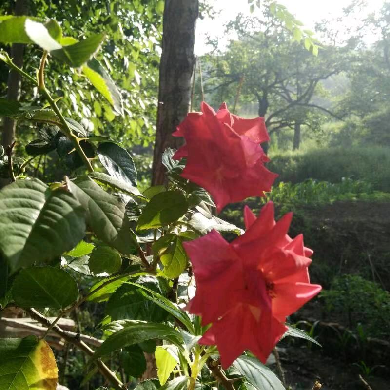 一抹阳光☀