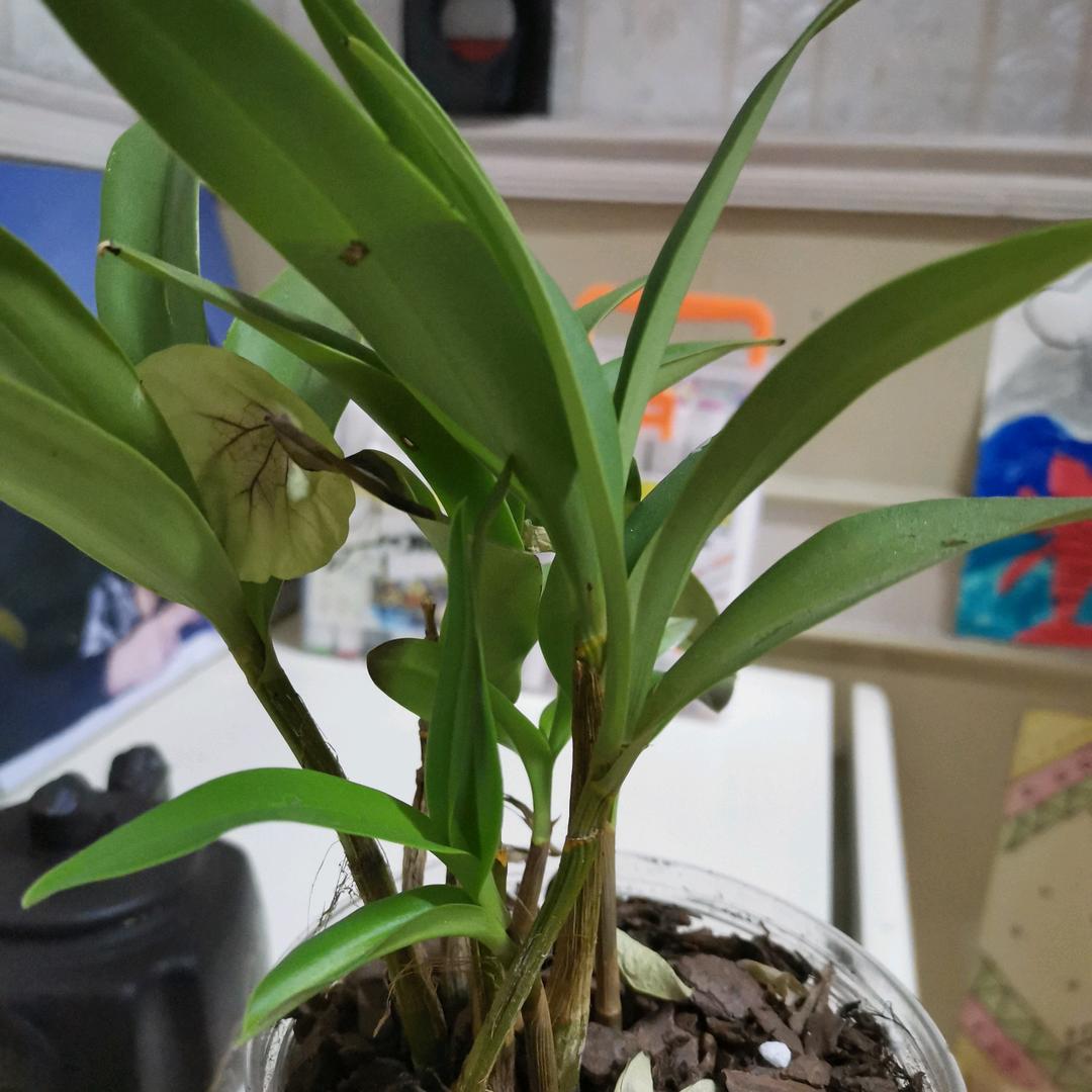 平安一生才是真