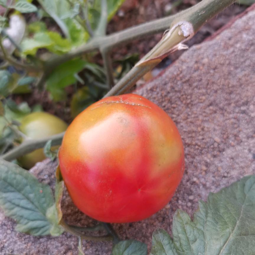 种菜哥