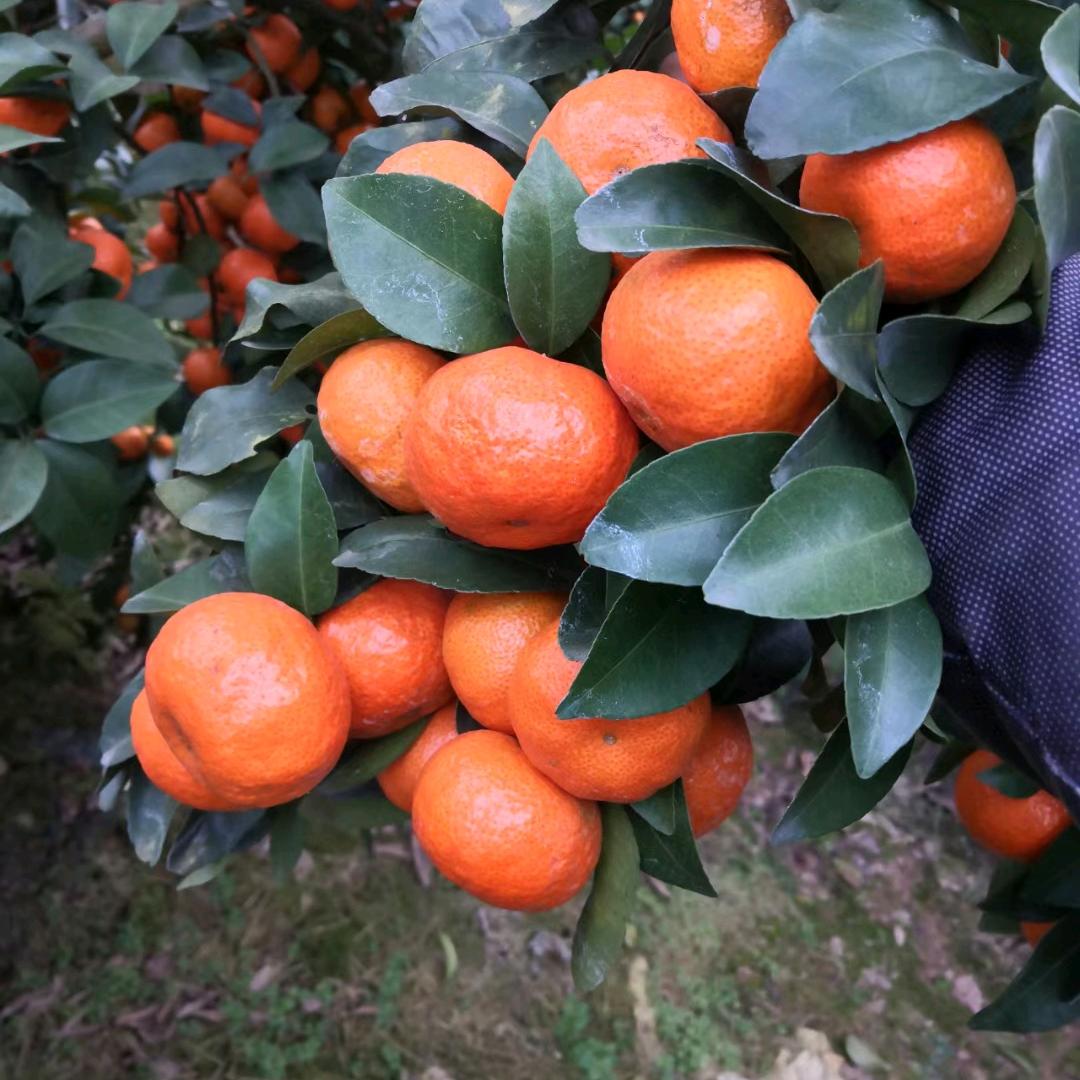 此一