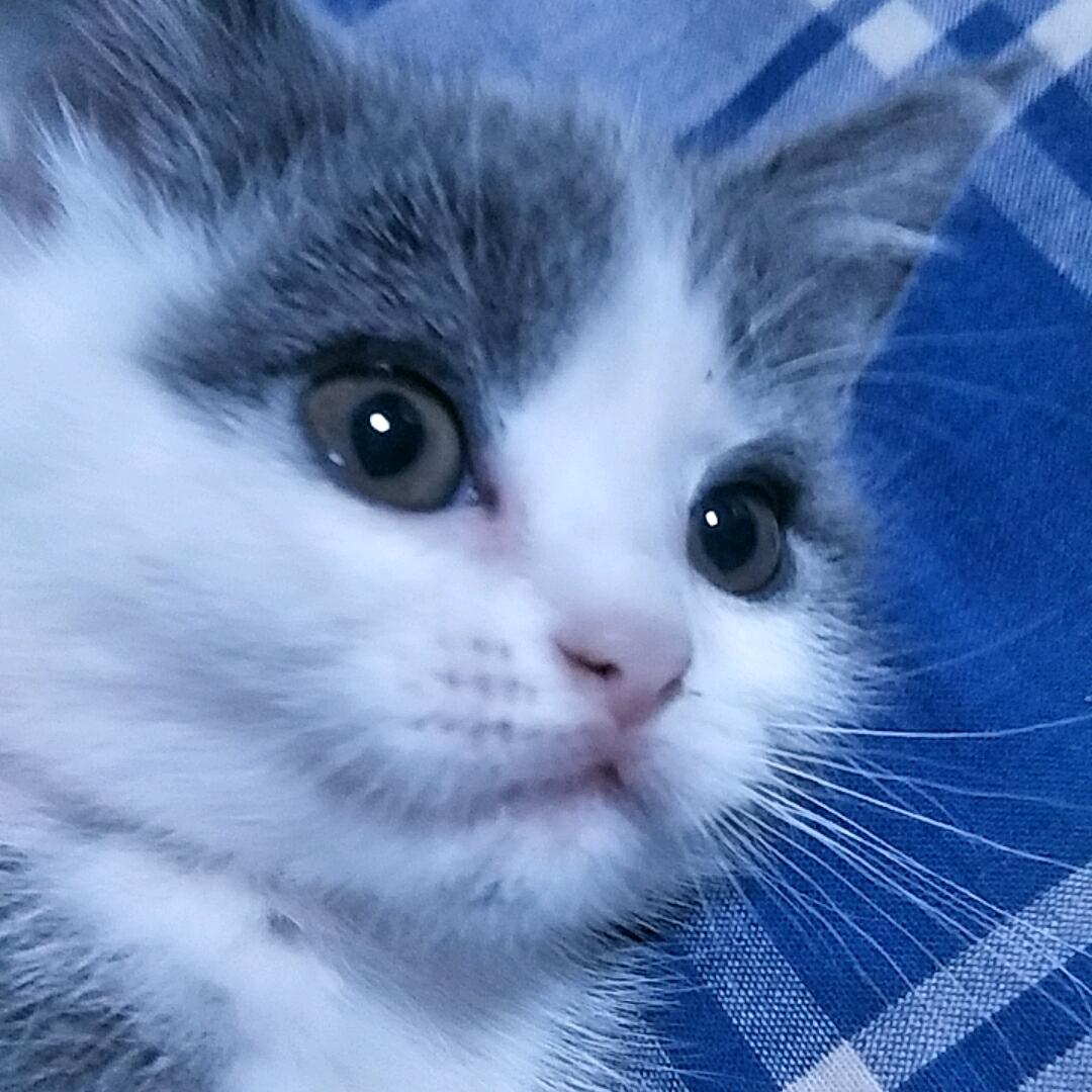 🐱糖🐱豆🐱