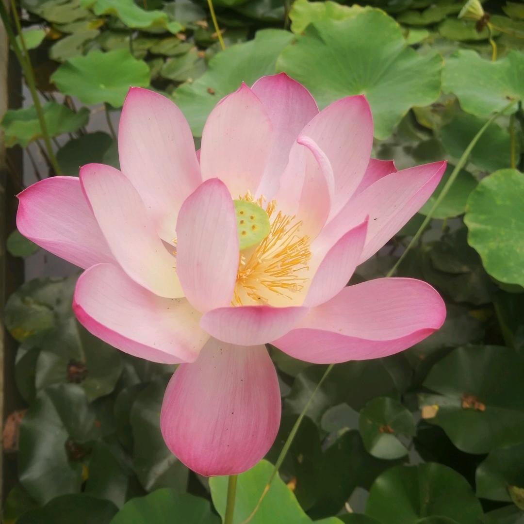 宁静致远，心似莲花