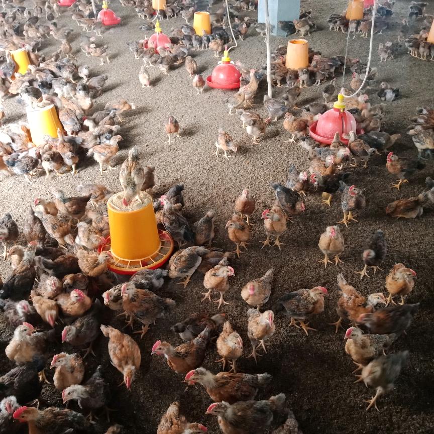 农民养鸡