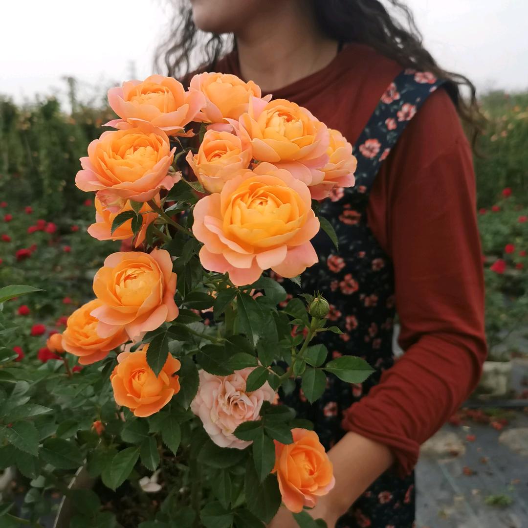 二十四番花社
