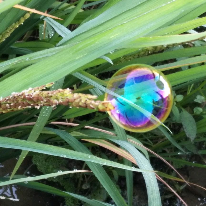 花草君