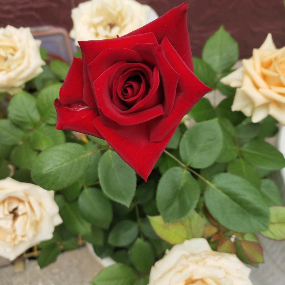 开心快乐每一天